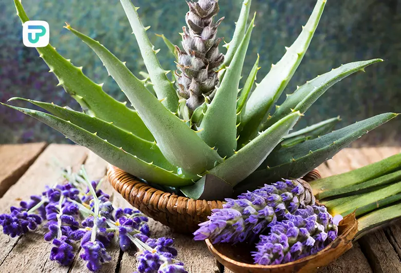 درمان گیاهی تنگی کانال نخاعی | توان مارکت